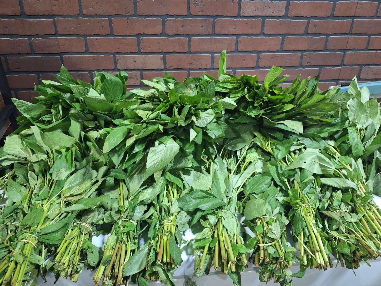 Produce — Tropical and everyday produce for Caribbean and Haitian cooking — plantains, peppers, and fresh vegetables for the week.